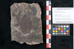 Foto (Objekt + Etikett) von Echitonium superstes Unger (NHMW-GEO-2024-0188-8011)